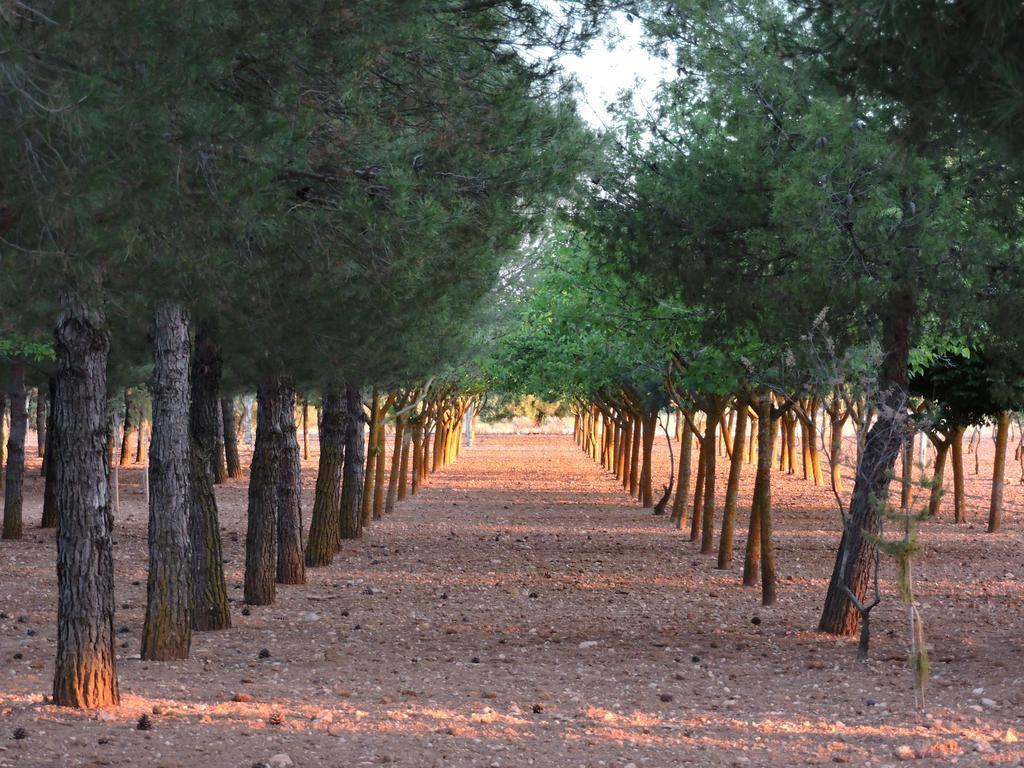 Casa Rural Santa Ana Guest House Miguel Esteban Bagian luar foto